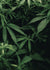 Cannabis Hemp background